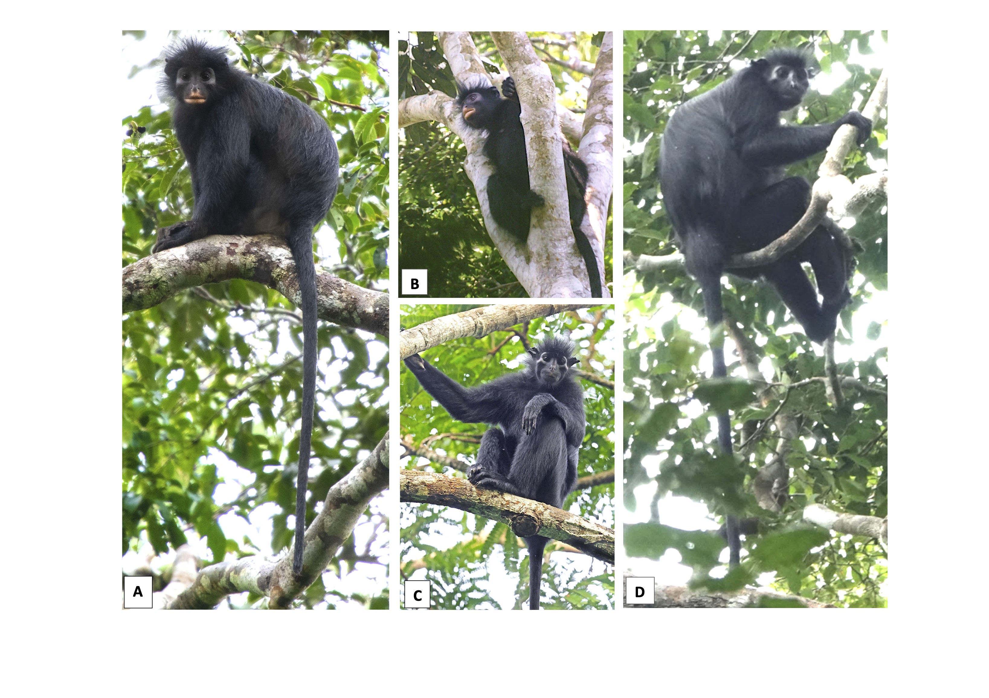 Colobus congoensis and C. satanas in life. (A & B) C. congoensis, Lomami National Park, Democratic Republic of Congo.